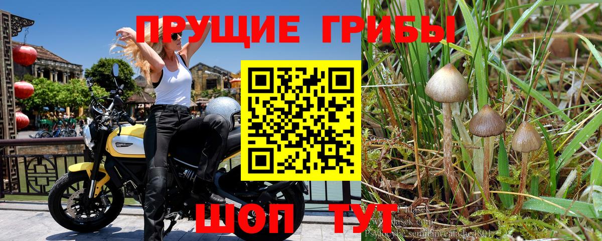 Галлюциногенные грибы GOLDEN TEACHER Дедовск